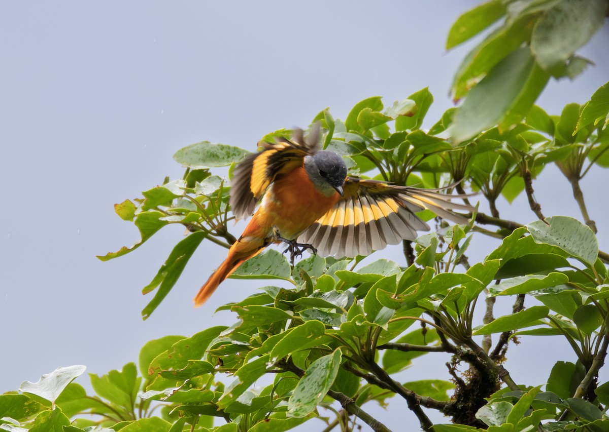 Gray-chinned Minivet - ML645106426