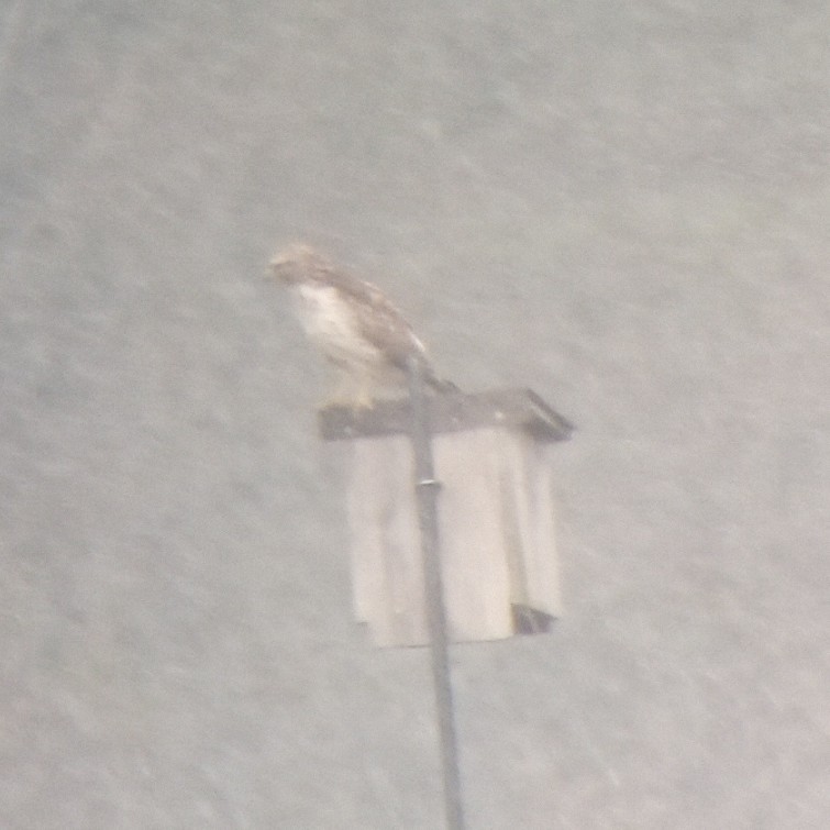 Red-shouldered Hawk - ML645106434