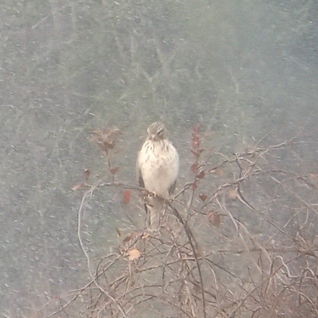 Red-shouldered Hawk - ML645106438