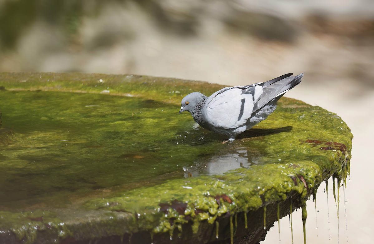 Rock Pigeon (Feral Pigeon) - ML645106442