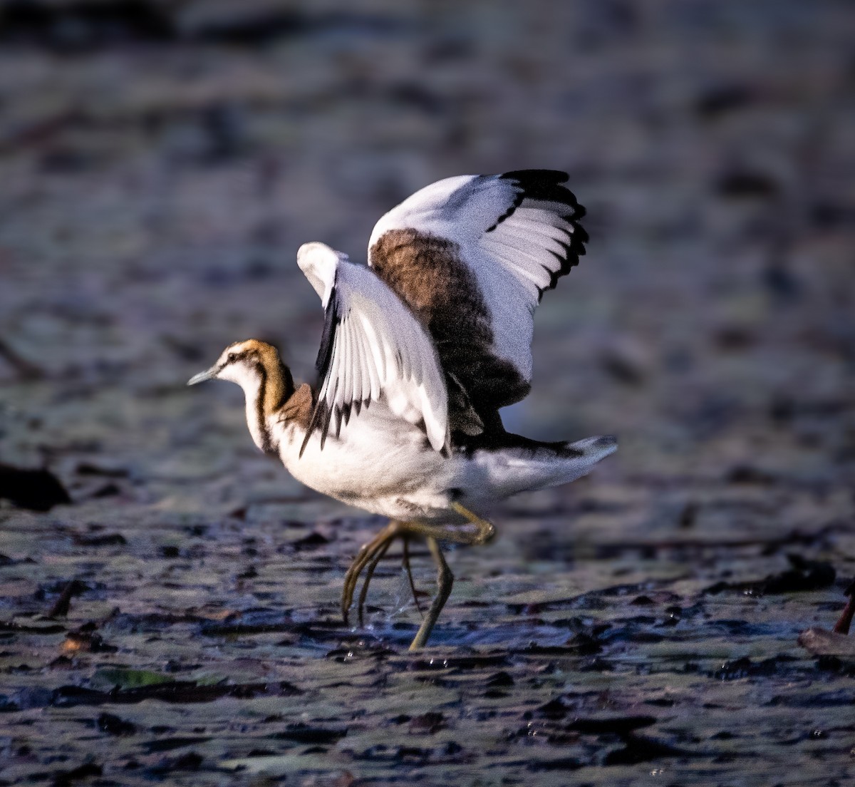 Jacana à longue queue - ML645106455