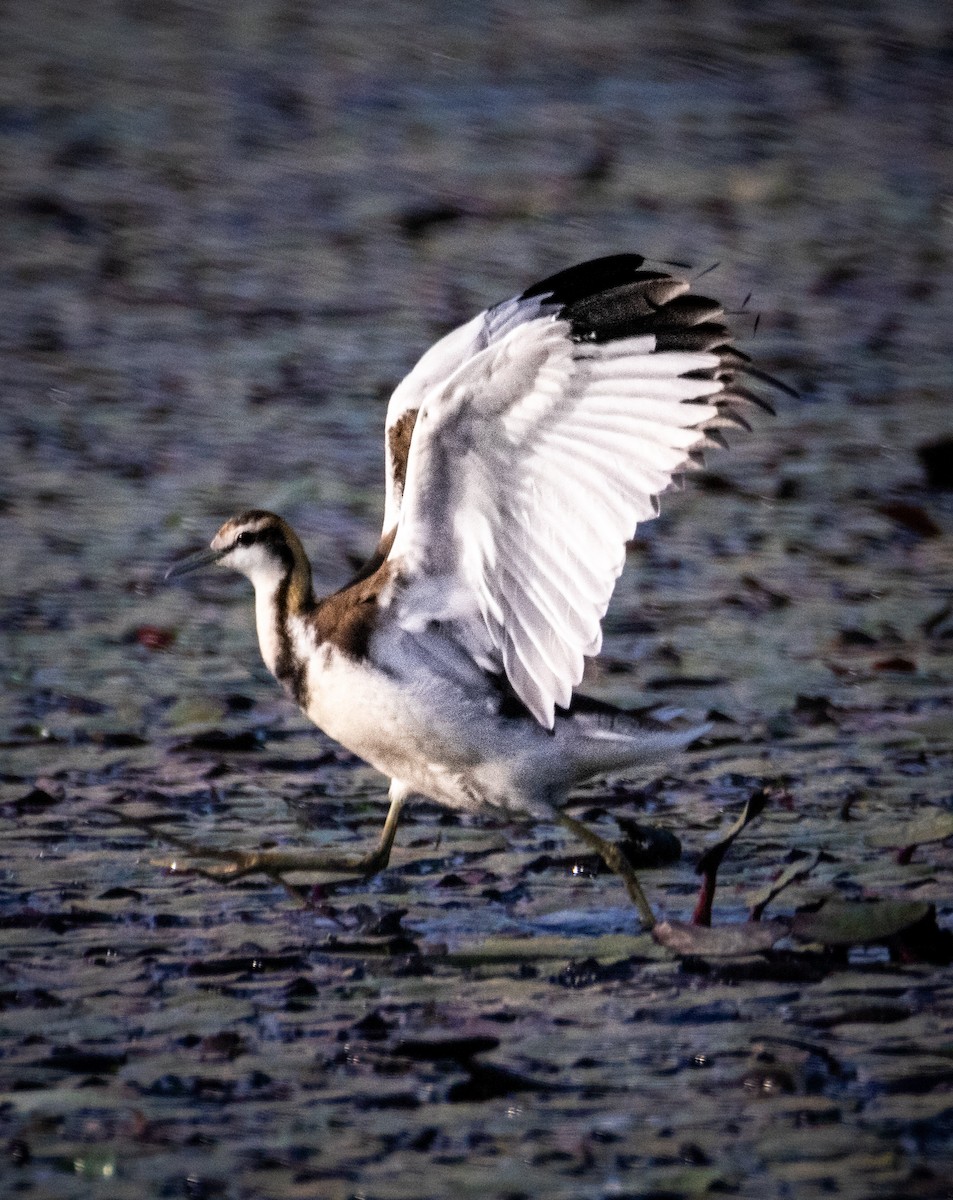 Jacana à longue queue - ML645106456