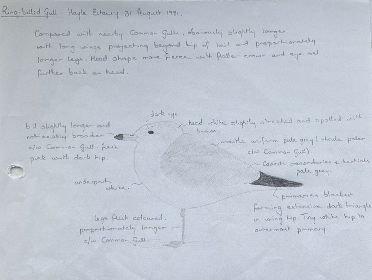 Ring-billed Gull - ML645106458