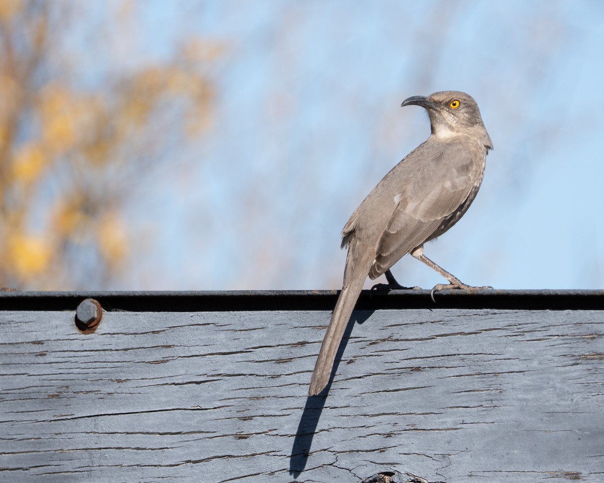 Curve-billed Thrasher - ML645106465