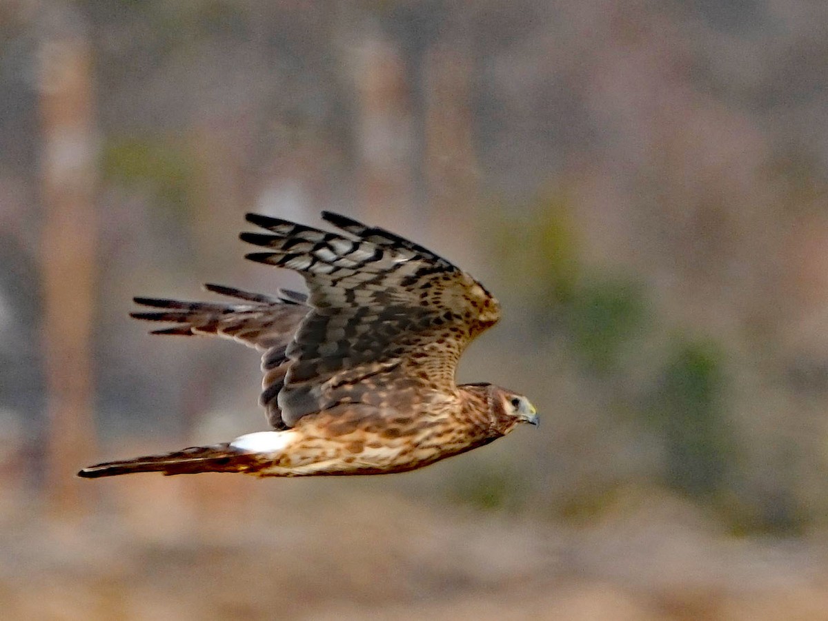 moták severoamerický - ML645106470