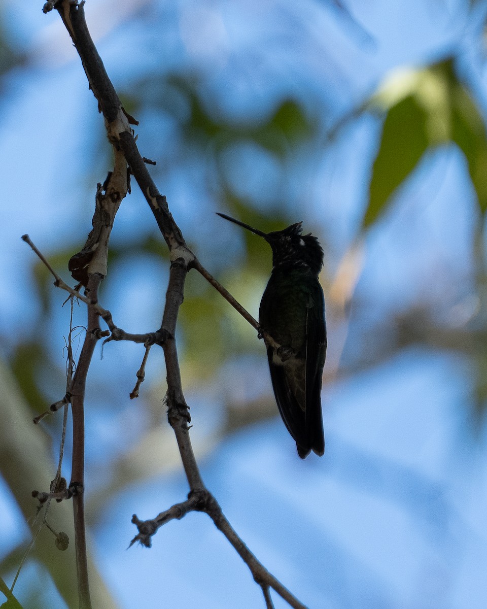 Rivoli's Hummingbird - ML645106476