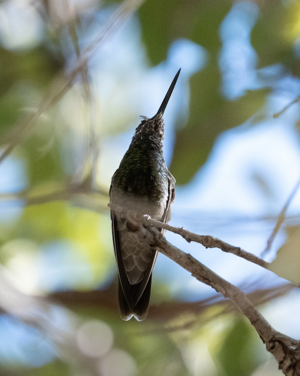Rivoli's Hummingbird - ML645106477