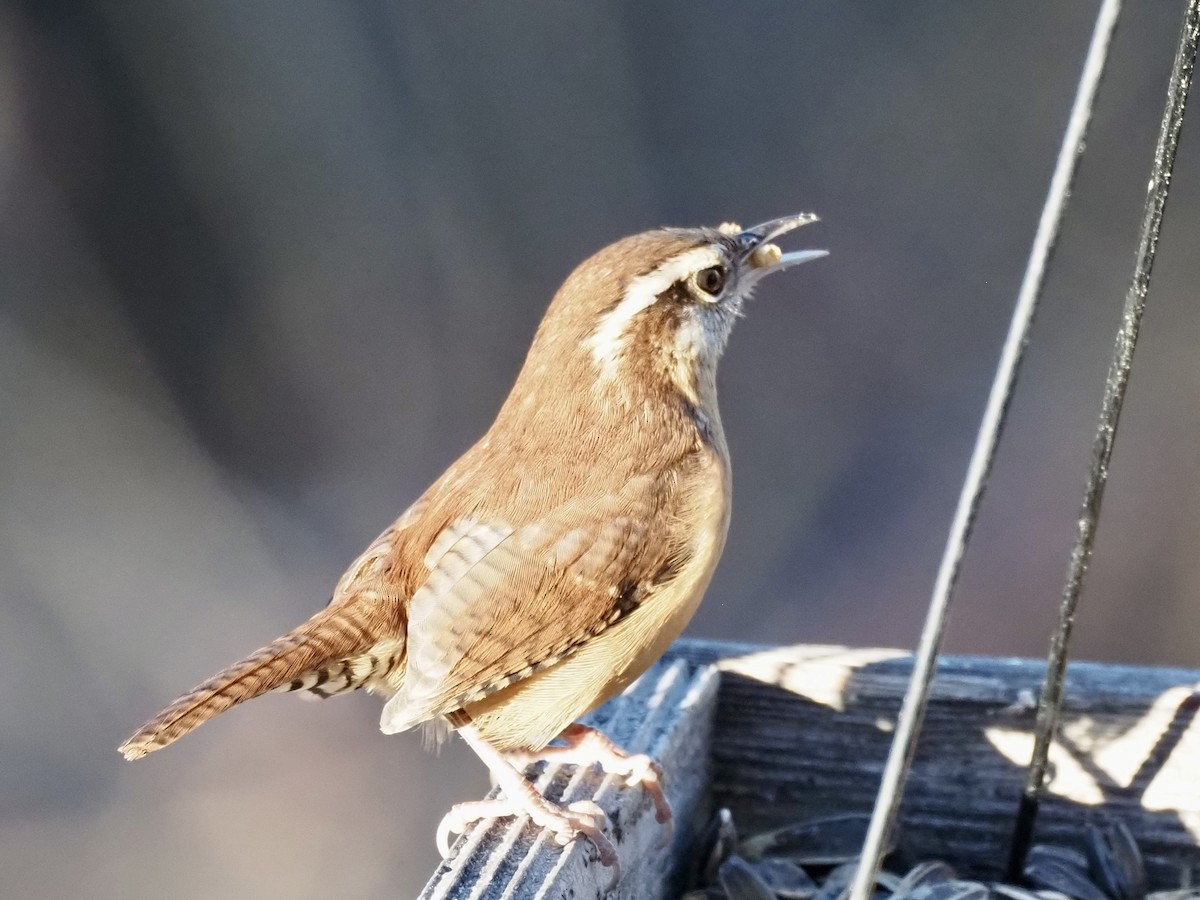 Carolina Wren - ML645106489