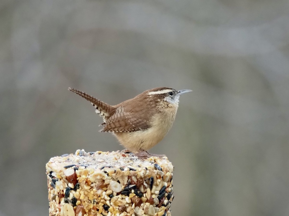 Carolina Wren - ML645106490