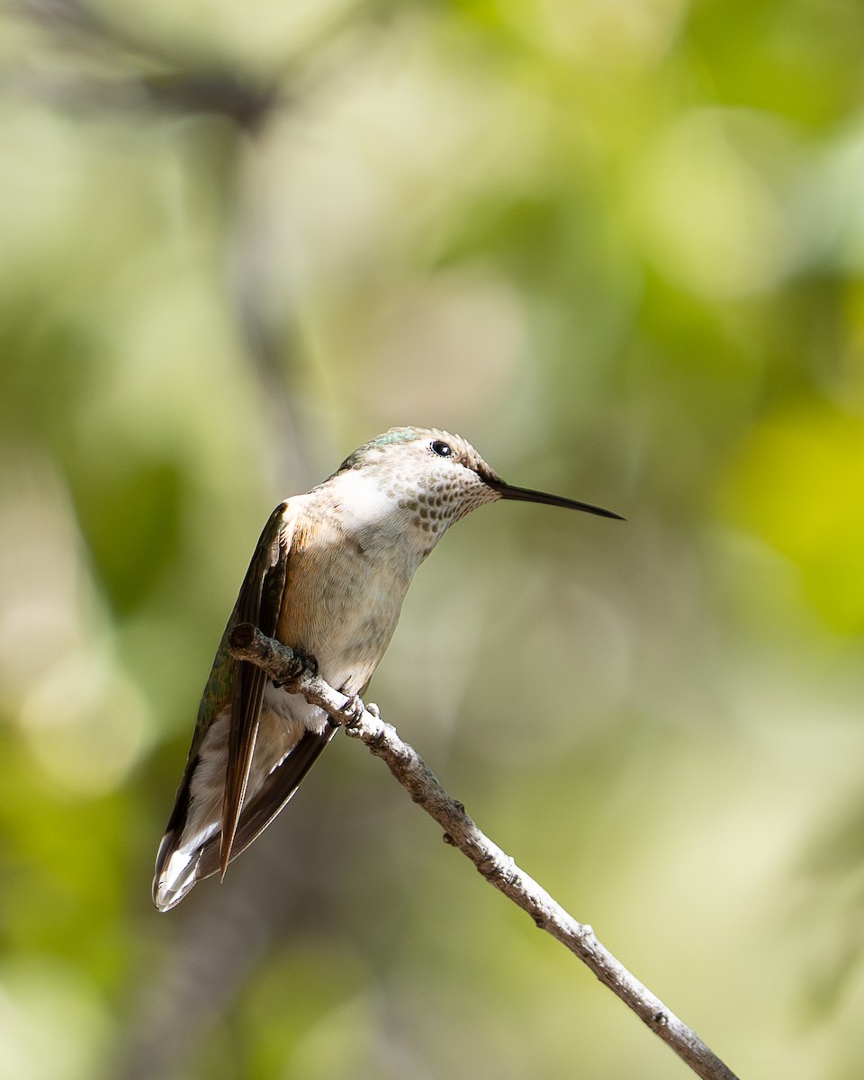 Broad-tailed Hummingbird - ML645106494