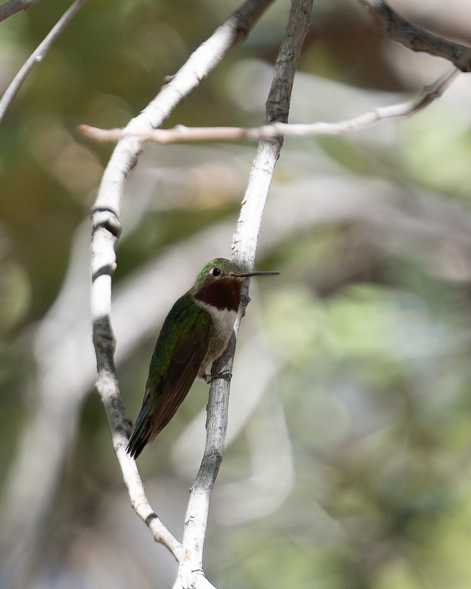 Broad-tailed Hummingbird - ML645106495