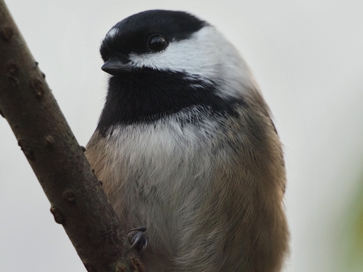 Black-capped Chickadee - ML645106497