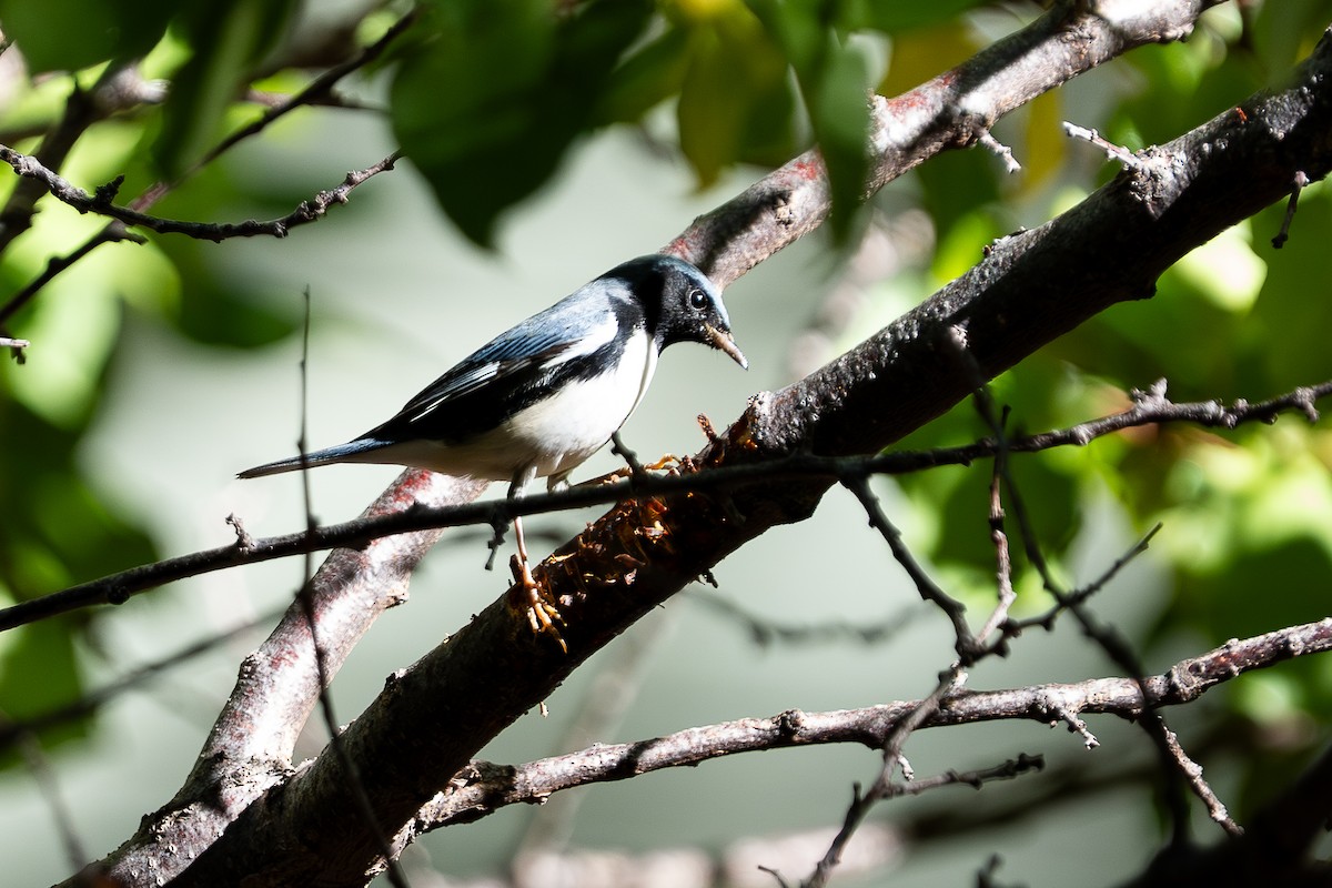 Black-throated Blue Warbler - ML645106501