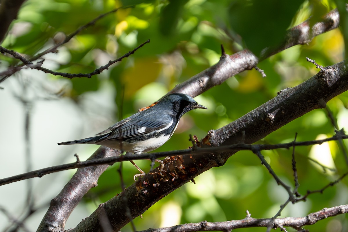 Black-throated Blue Warbler - ML645106502