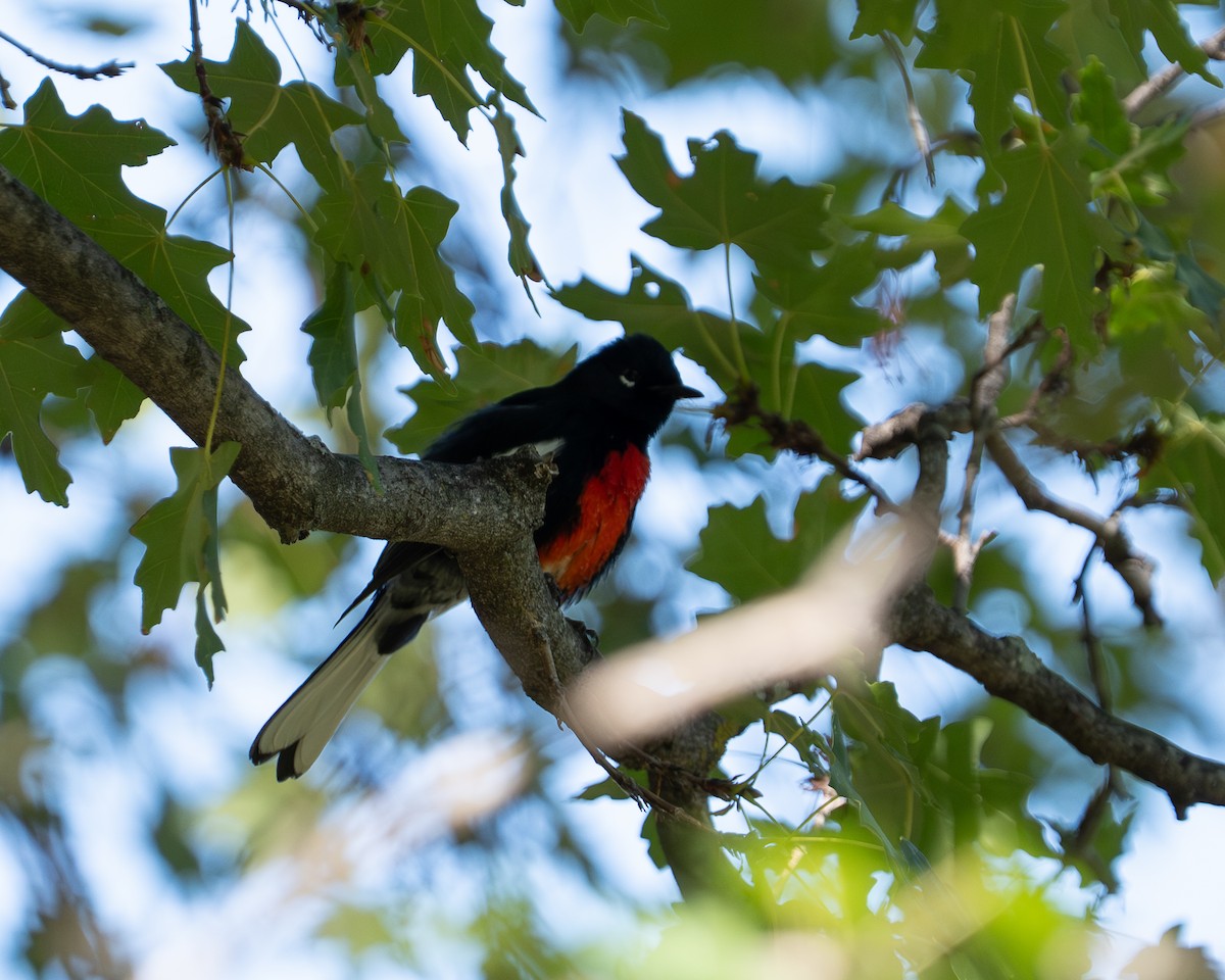 Painted Redstart - ML645106506
