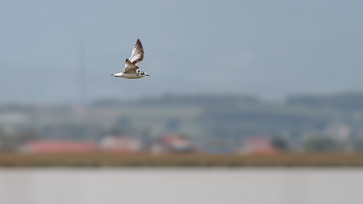 Little Gull - ML645106514