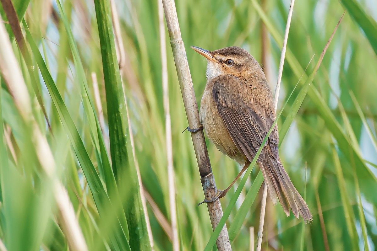 Manchurian Reed Warbler - ML645106529