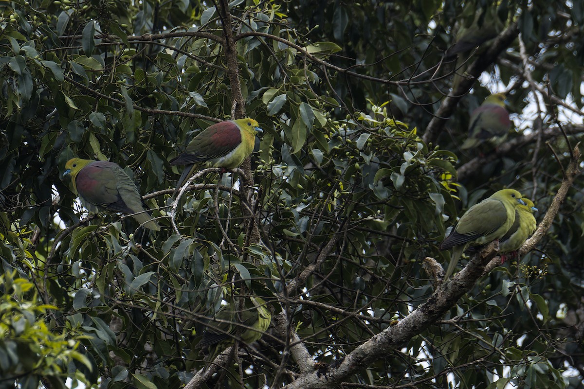 Wedge-tailed Green-Pigeon - ML645106530