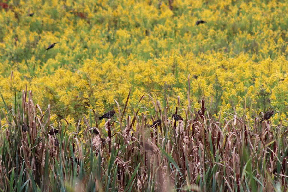 vlhovec červenokřídlý - ML645106532