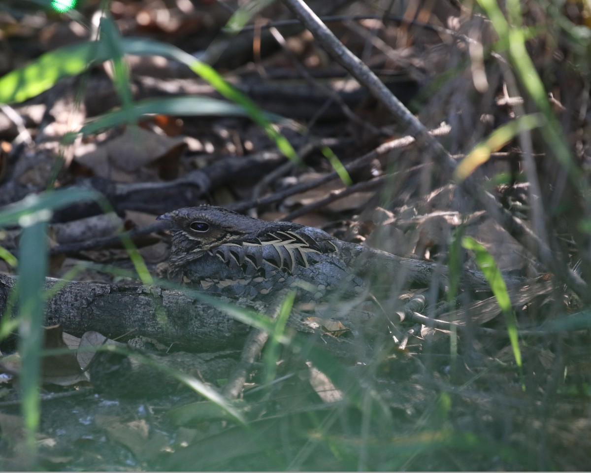 pauraquenattravn - ML645106536