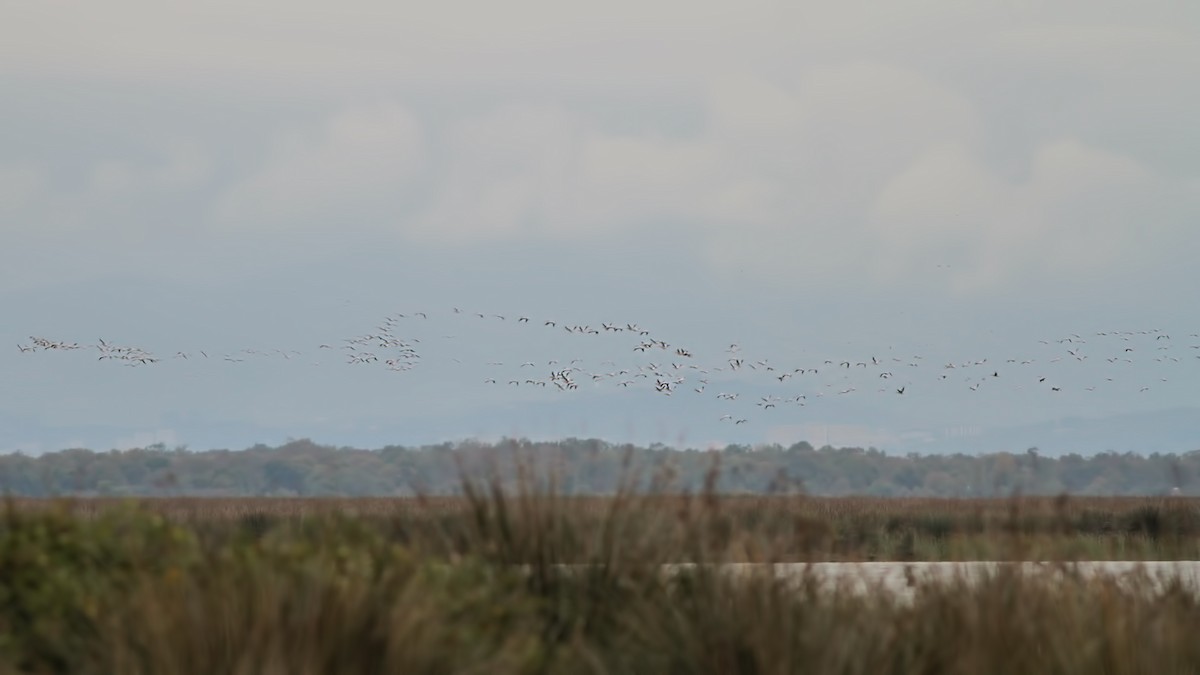 Great White Pelican - ML645106540