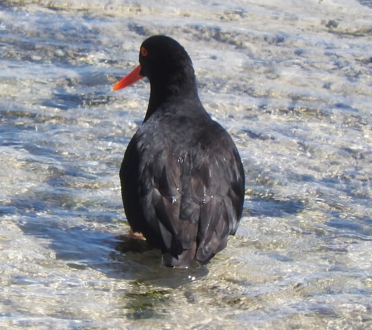 ústřičník jihoafrický - ML645106543