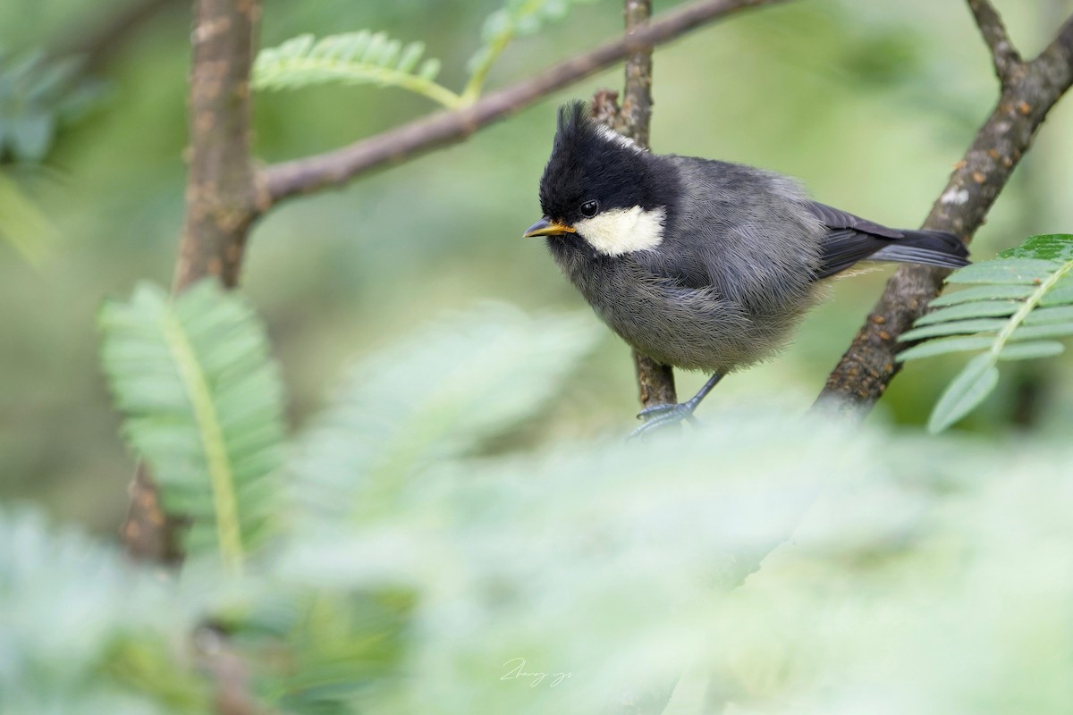 Rotbrustmeise - ML645106561