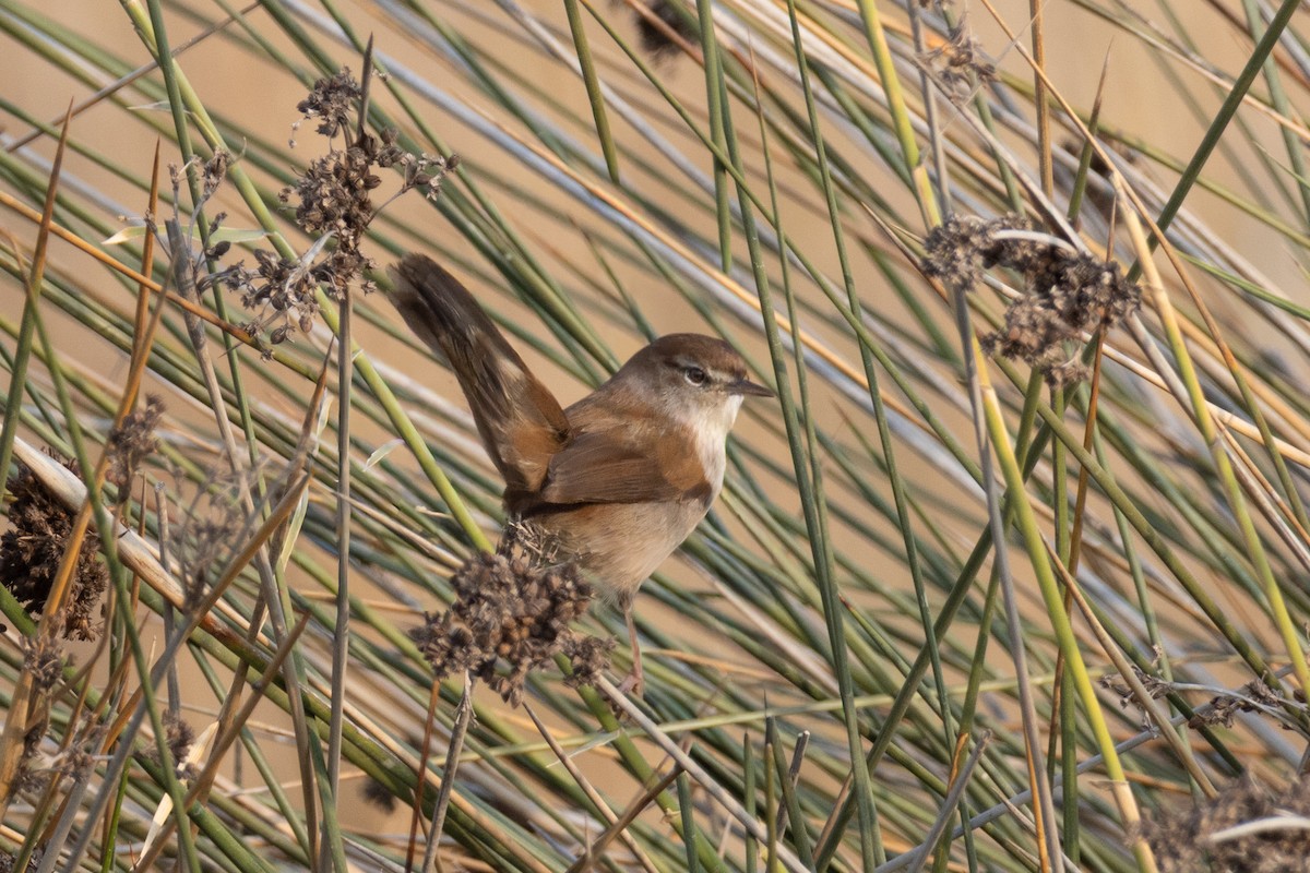 Cetti's Warbler - ML645106563