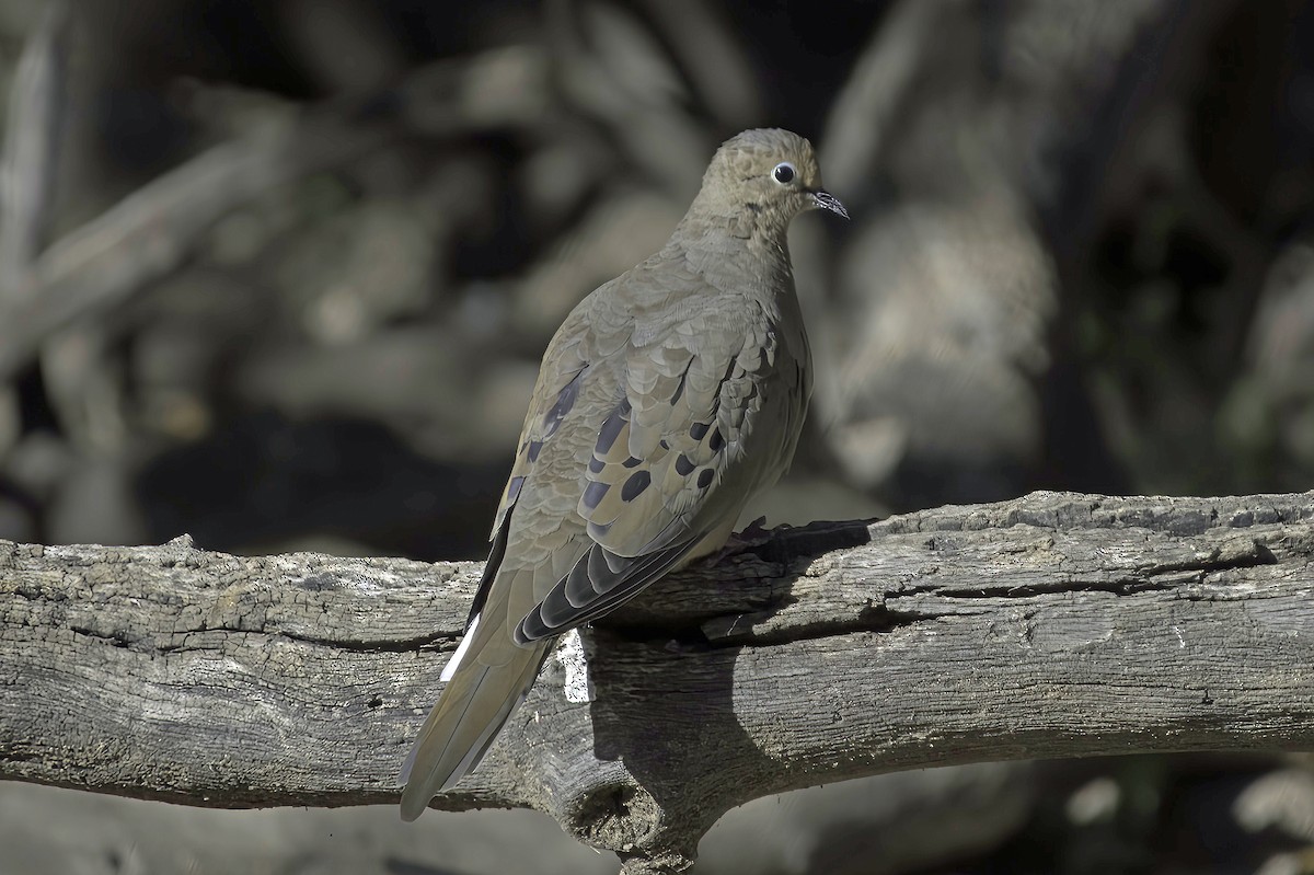 Carolinataube - ML645106571