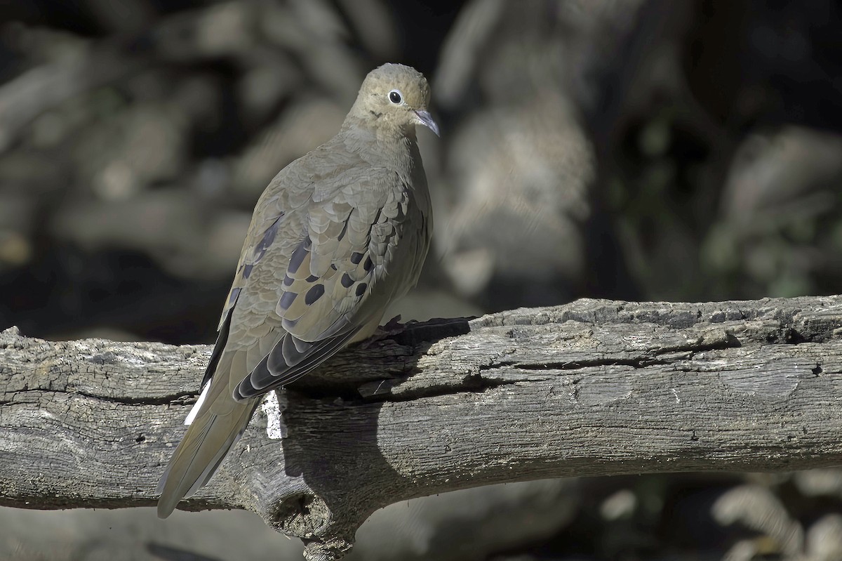 Carolinataube - ML645106572