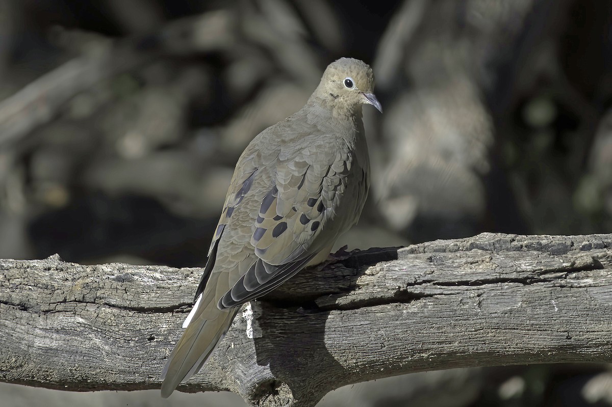 Carolinataube - ML645106573