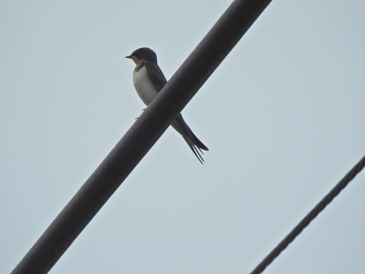 Rauchschwalbe - ML645106580