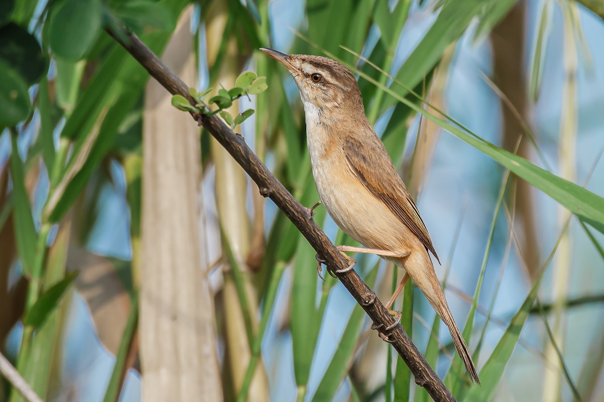 Mandschurenrohrsänger - ML645106582