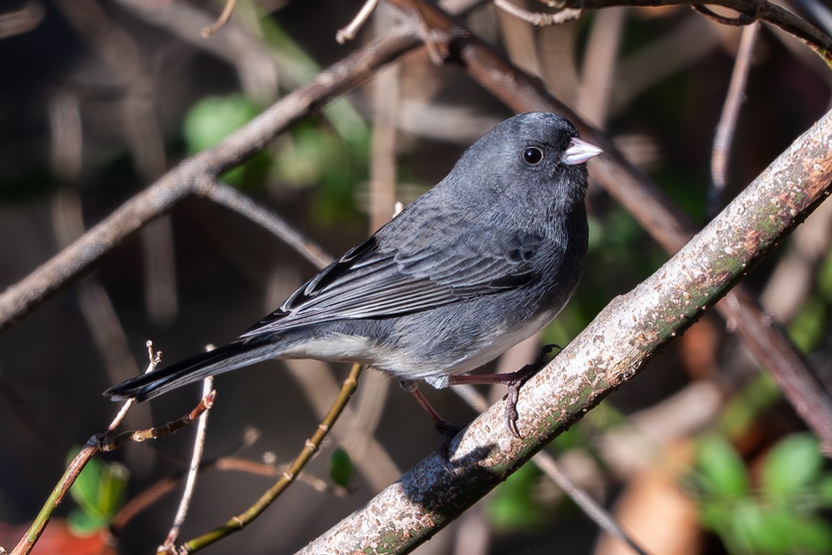 Winterammer - ML645106583