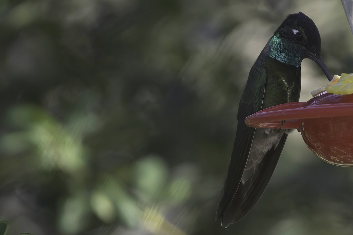 Violettkron-Brillantkolibri - ML645106584