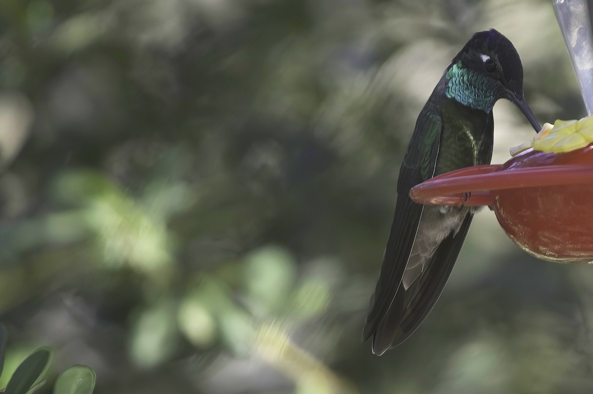 Violettkron-Brillantkolibri - ML645106585