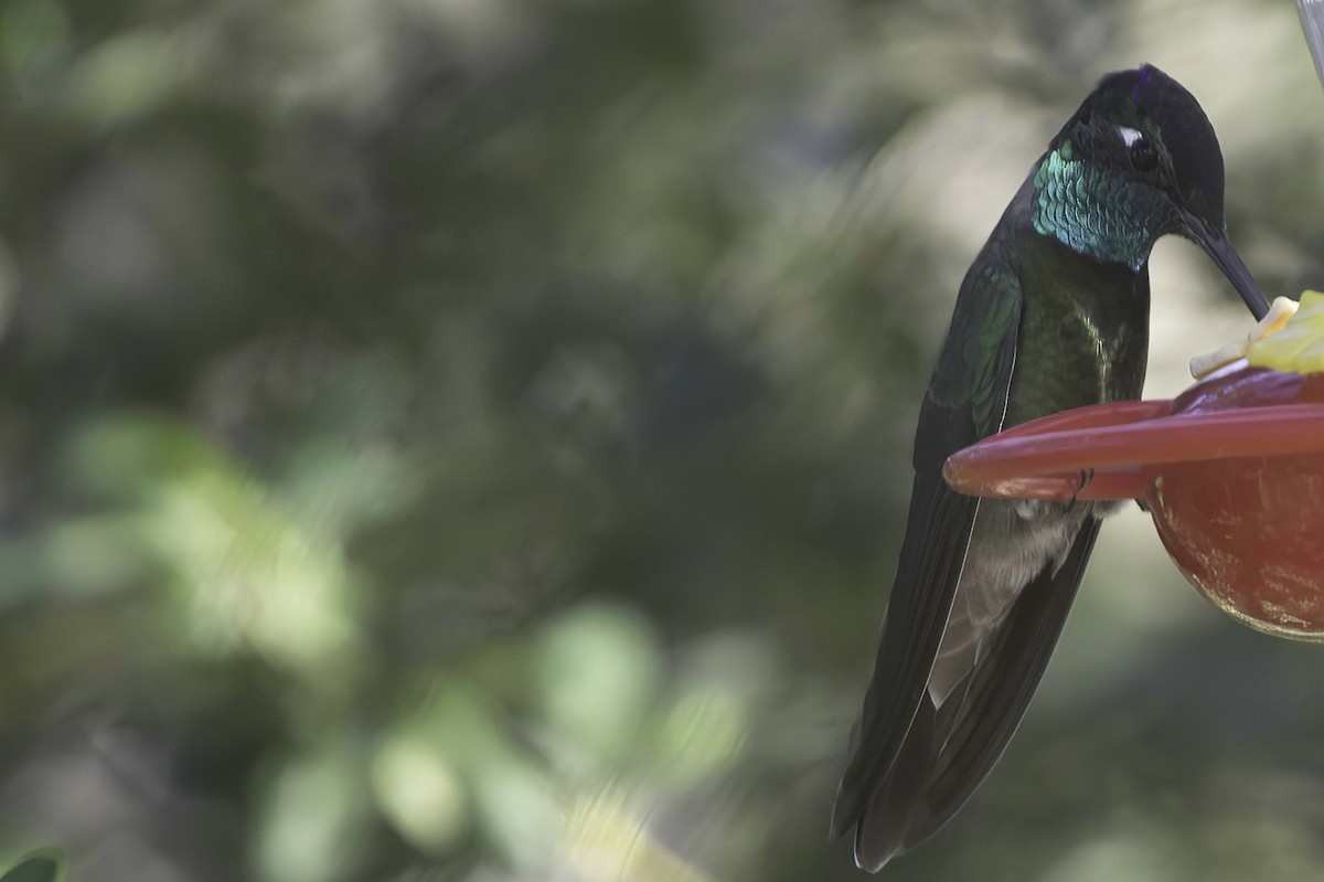 Violettkron-Brillantkolibri - ML645106586