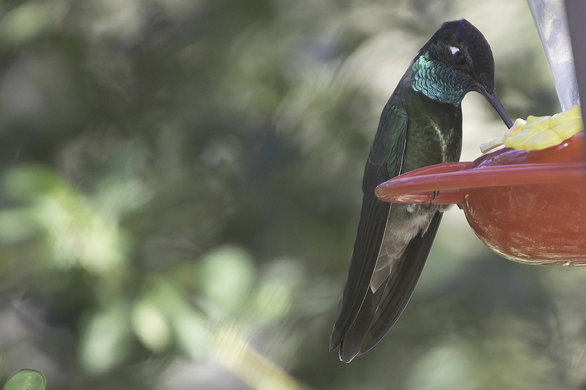 Violettkron-Brillantkolibri - ML645106587