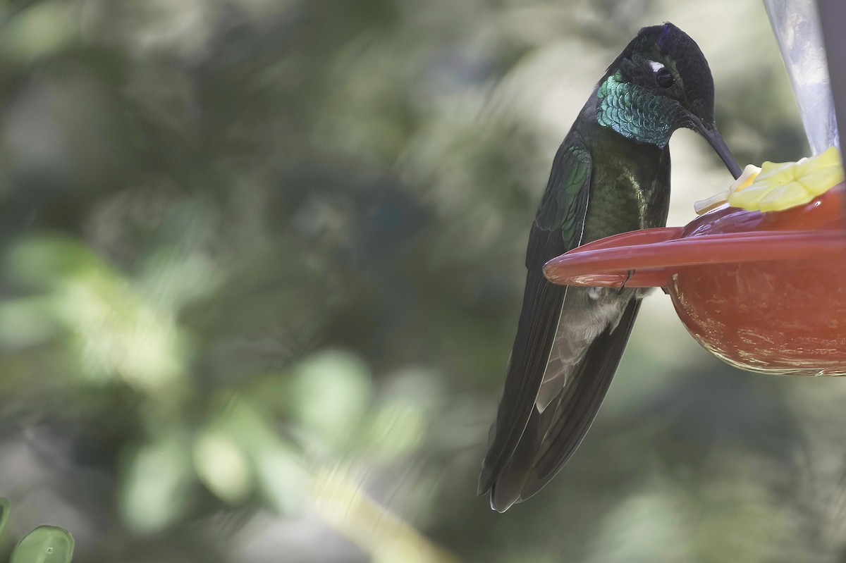 Violettkron-Brillantkolibri - ML645106588