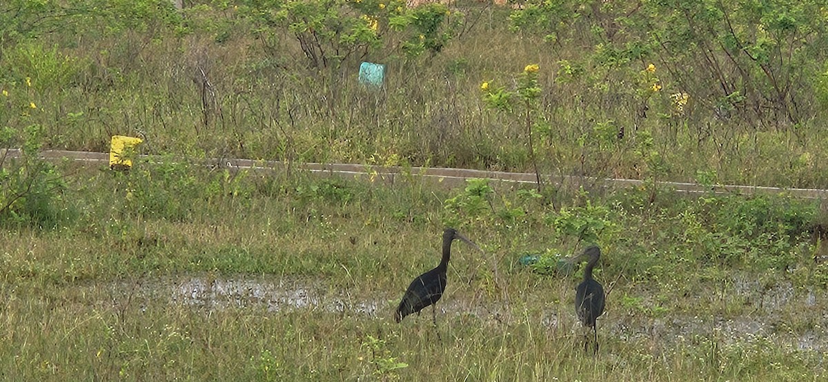 Sichler - ML645106590