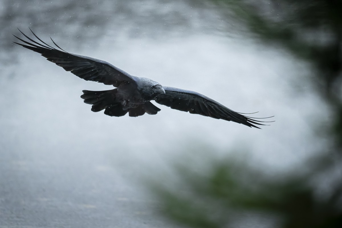 Kolkrabe - ML645106591