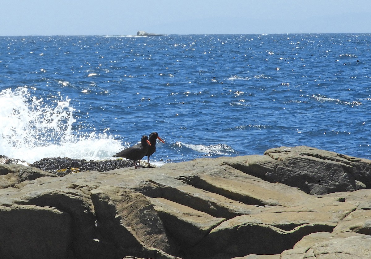 Kapausternfischer - ML645106594