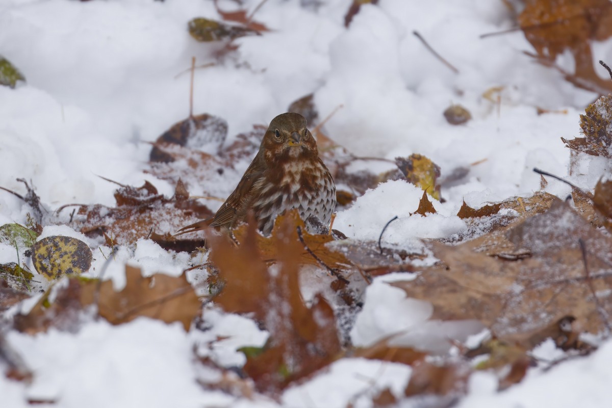 Fuchsammer - ML645106595