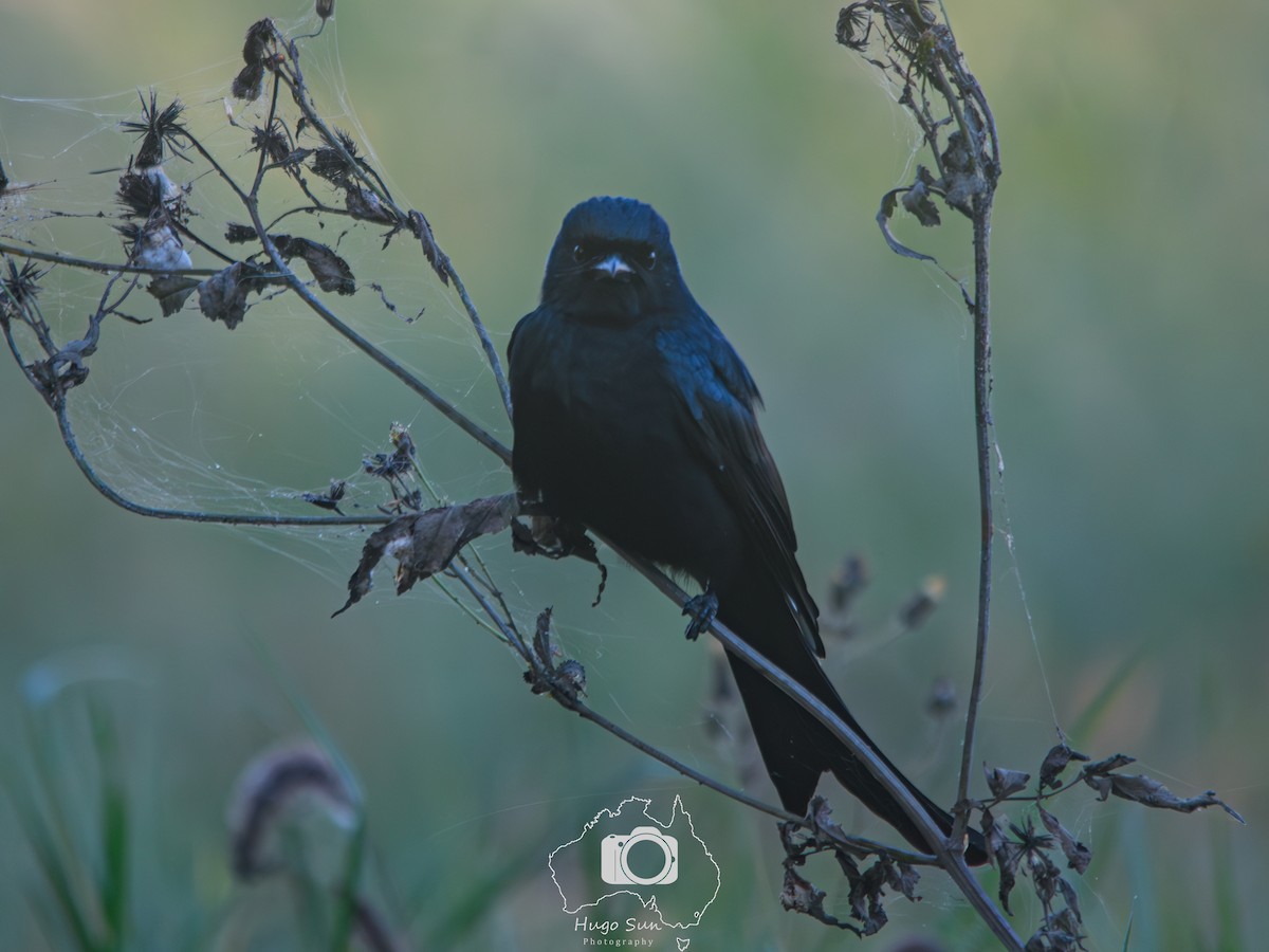 Bronzedrongo - ML645106596