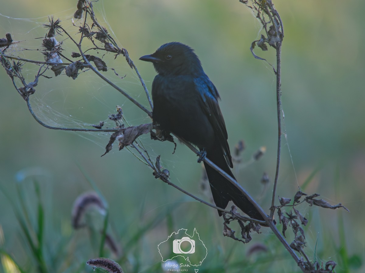 Bronzedrongo - ML645106597