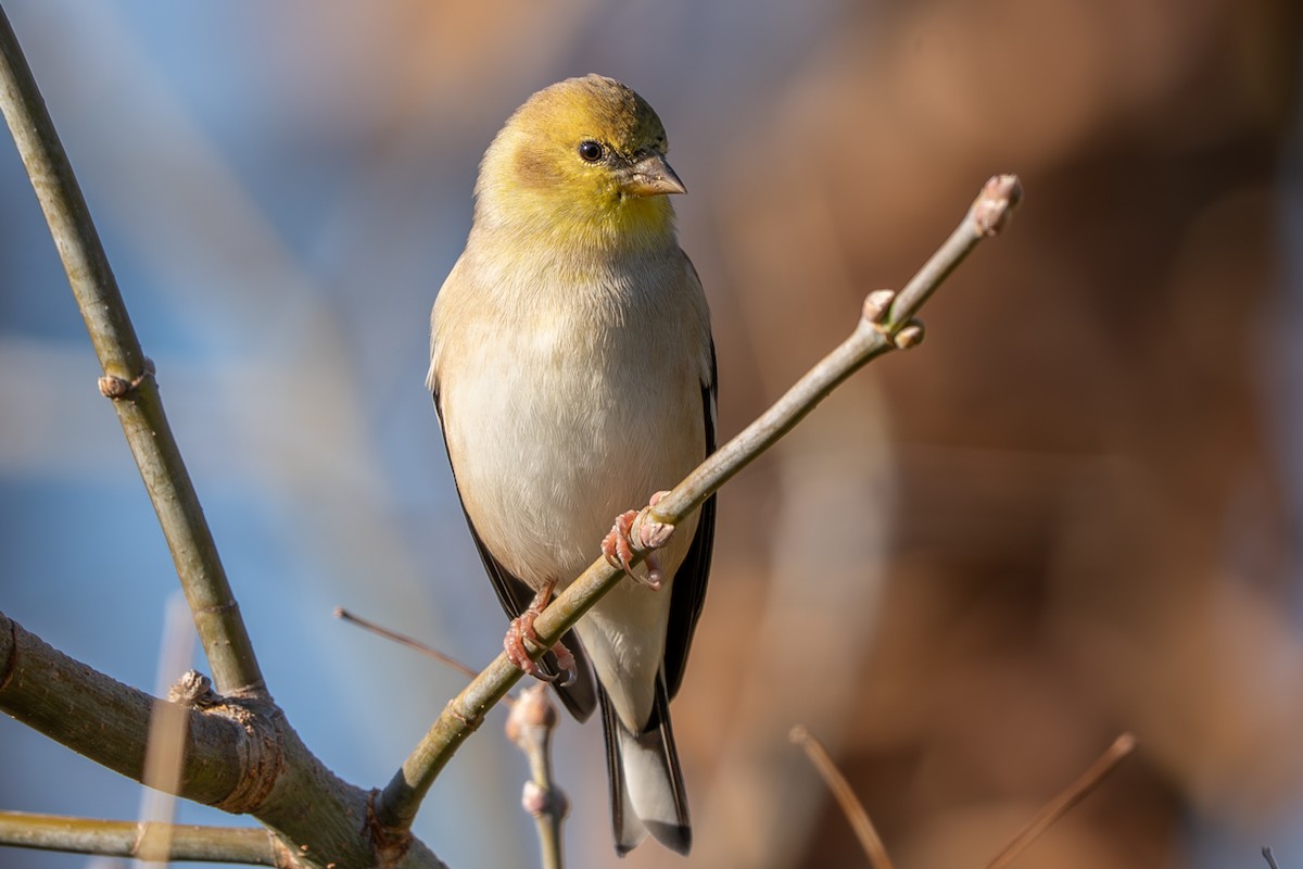 Goldzeisig - ML645106598