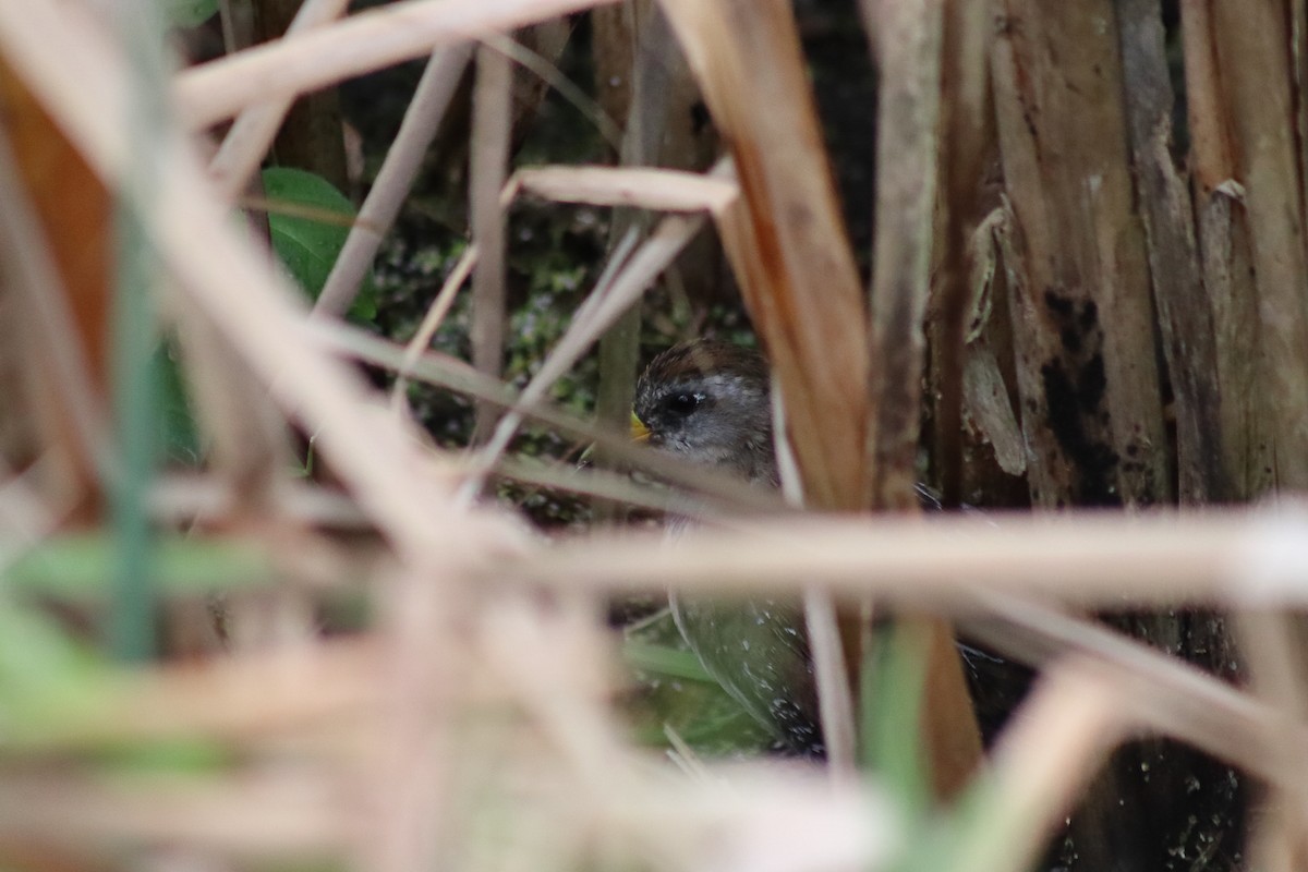 Carolinasumpfhuhn - ML645106599