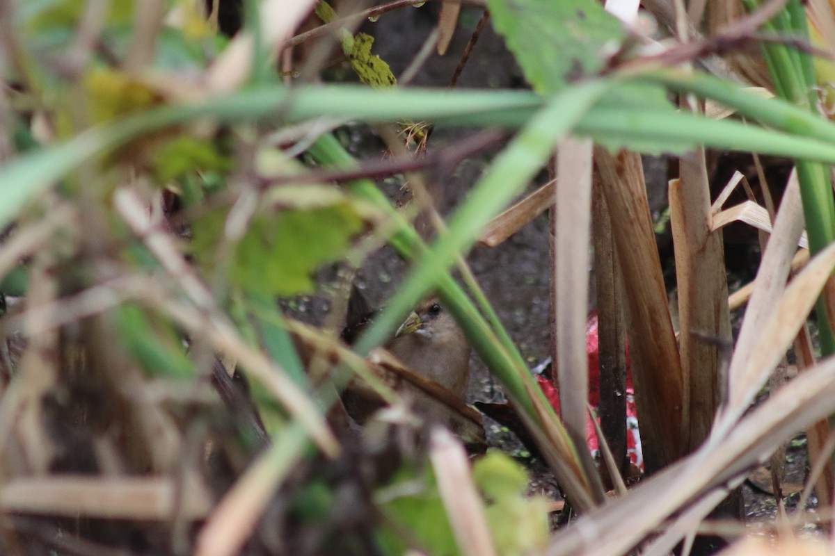 Carolinasumpfhuhn - ML645106600