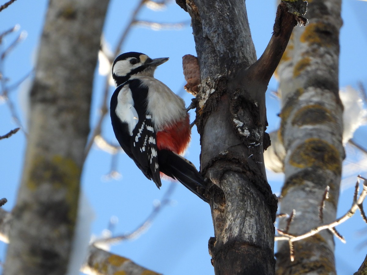 Buntspecht - ML645106601