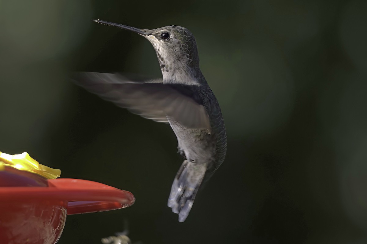 Annakolibri - ML645106602